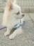 ゴロー ちゃん