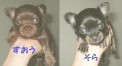 そら＆すおう ちゃん