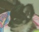 アトム ちゃん