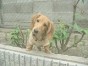 プチ ちゃん