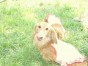 ショコラ ちゃん