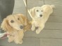 はな＆まる ちゃん