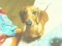 フク ちゃん
