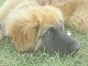 ベル ちゃん