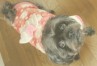 もも ちゃん