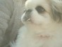 いくら ちゃん