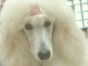 デリス ちゃん