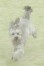おはぎ ちゃん