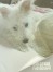 吉 ちゃん