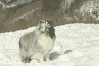 アレックス ちゃん