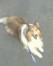 ラッシー ちゃん