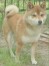 ちーたろ ちゃん