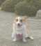 ロビン ちゃん