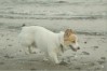 ばにら ちゃん