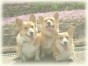 あみ＆ぽう＆みどり ちゃん